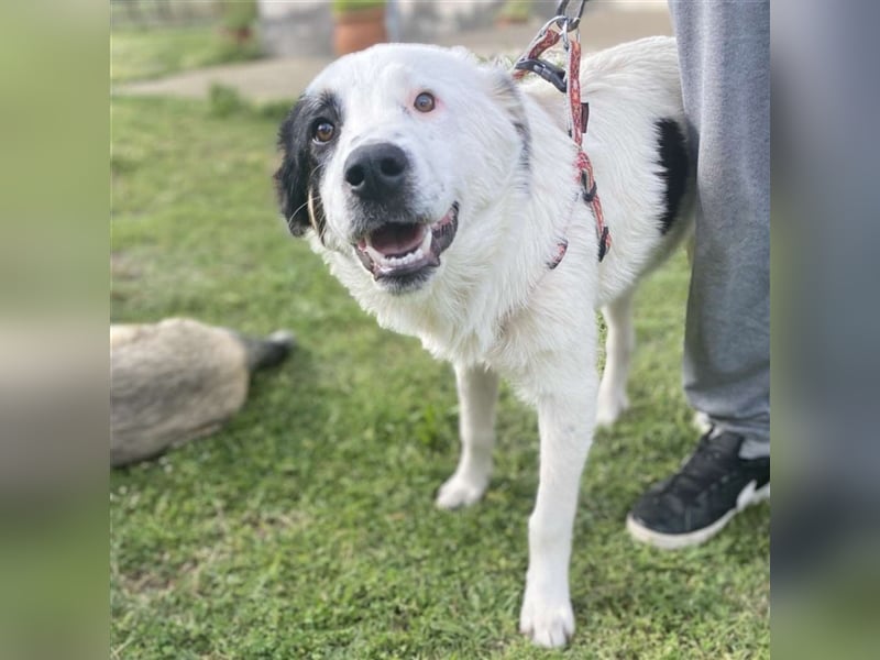 Orestes- griech. Hirtenhund-Mischling- sucht ein Zuhause