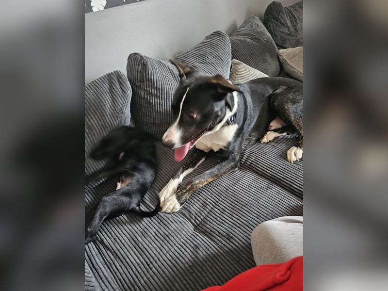 Balou verliert unverschuldet sein Zuhause.Traumhund sucht….