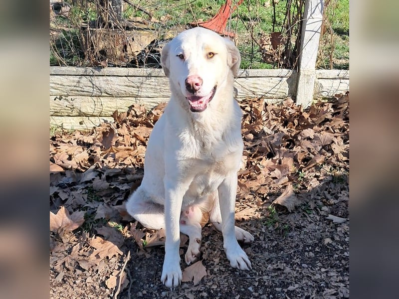 Lakis- Mischling sucht ein Zuhause / eine Pflegestelle