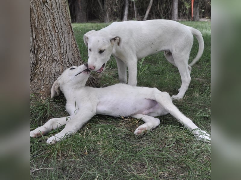 Lakis- Mischling sucht ein Zuhause / eine Pflegestelle