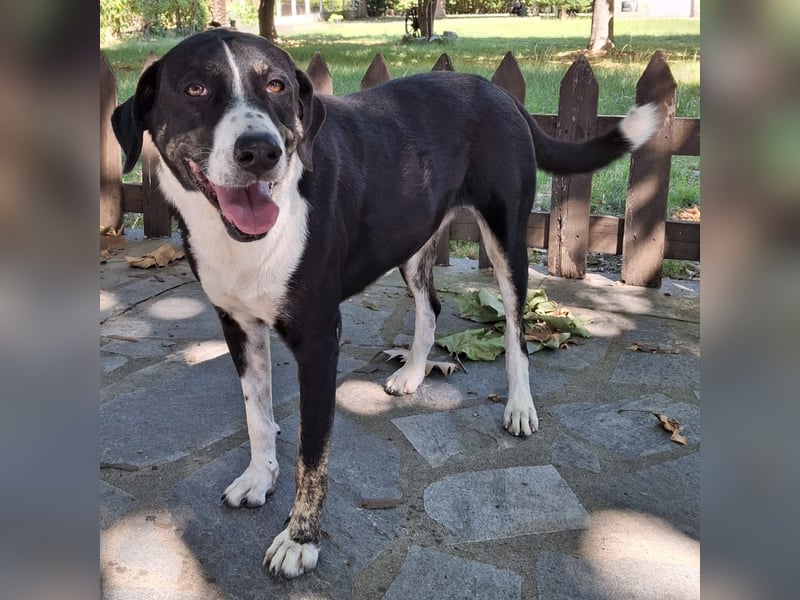 Tasha- Mischling- sucht ein Zuhause