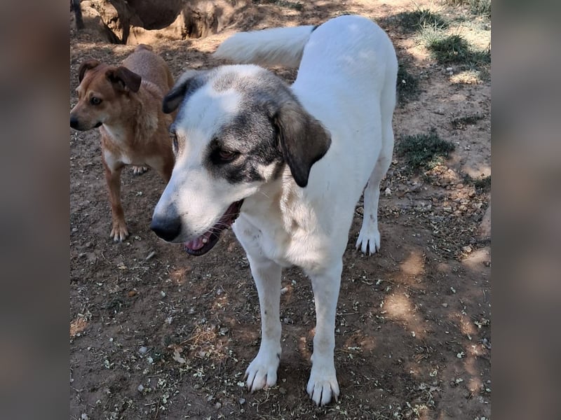 Arianna sucht ein Zuhause / eine Pflegestelle