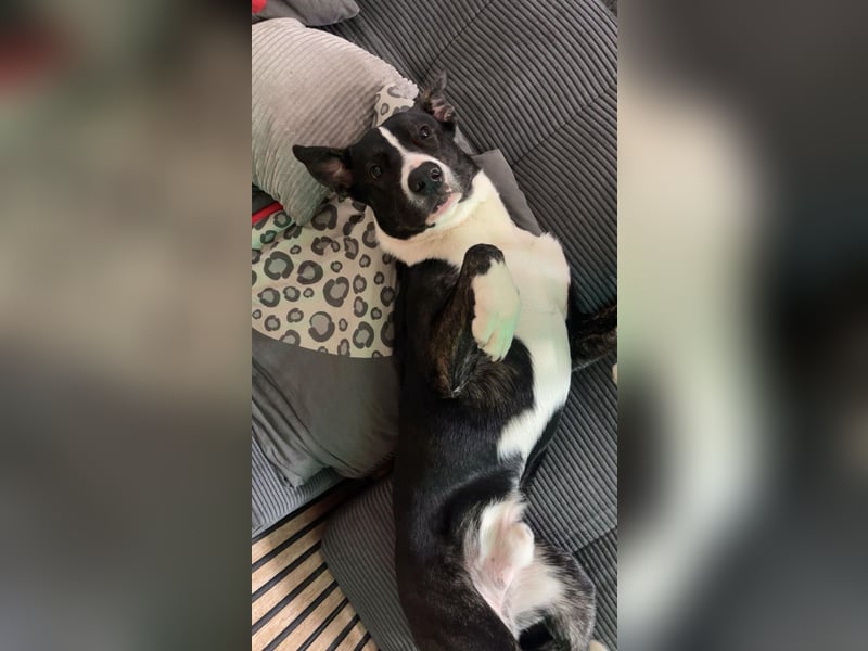Balou verliert unverschuldet sein Zuhause.Traumhund sucht….