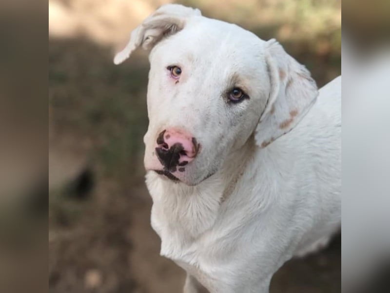 Lakis- Mischling sucht ein Zuhause / eine Pflegestelle