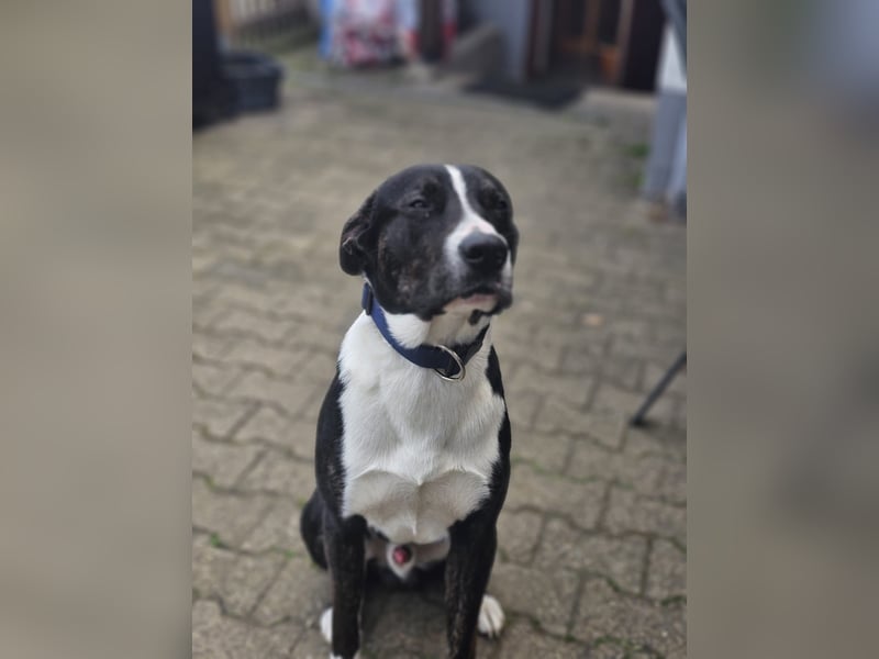 Balou verliert unverschuldet sein Zuhause.Traumhund sucht….