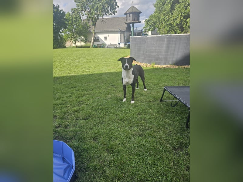 Balou verliert unverschuldet sein Zuhause.Traumhund sucht….