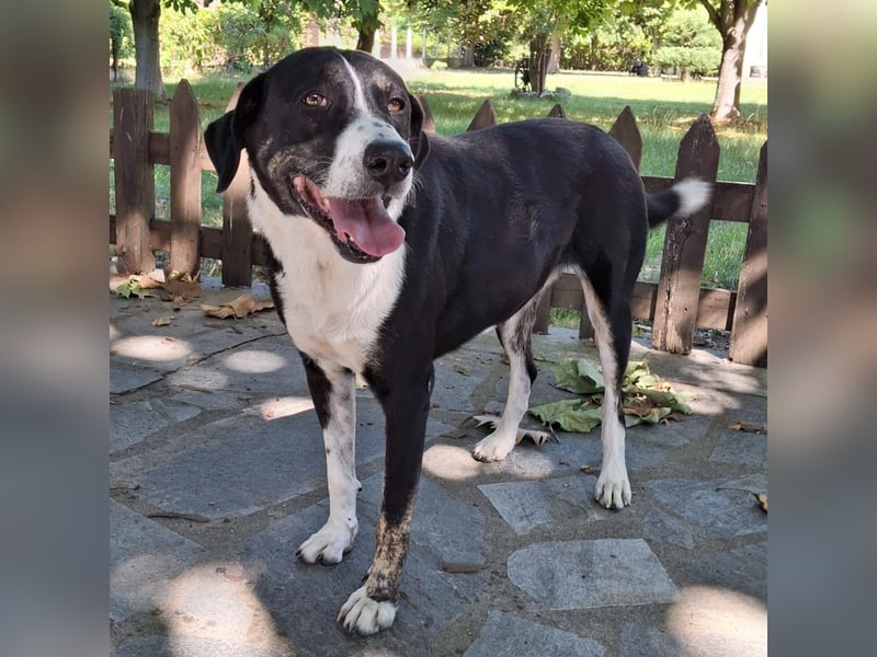 Tasha- Mischling- sucht ein Zuhause