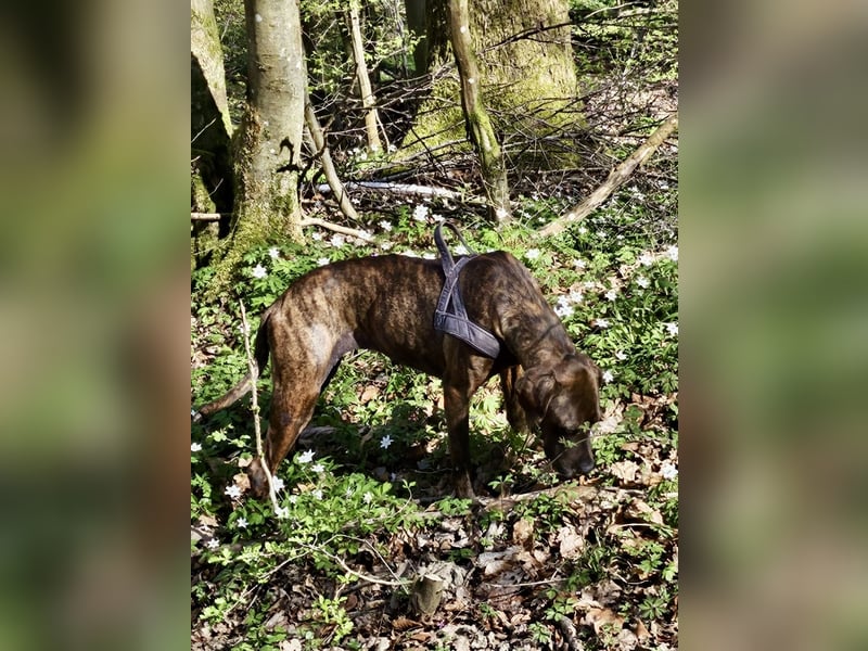 Jadviga, freundliche Seniorin sucht Traumzuhause