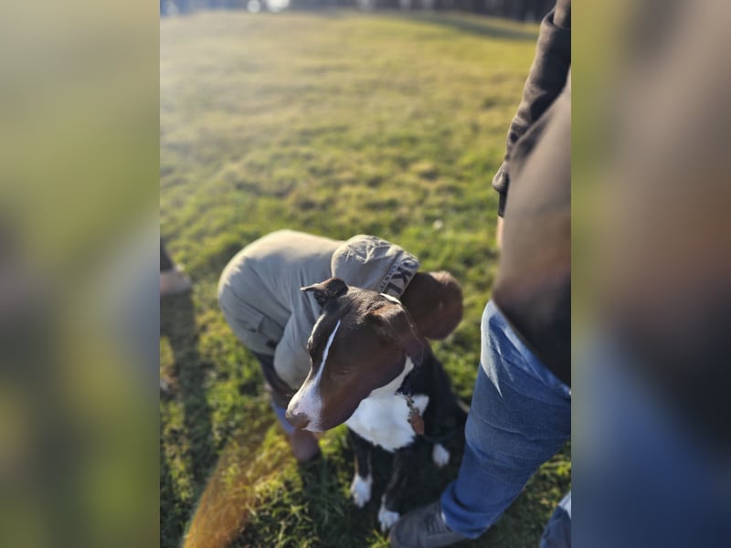 Balou verliert unverschuldet sein Zuhause.Traumhund sucht….