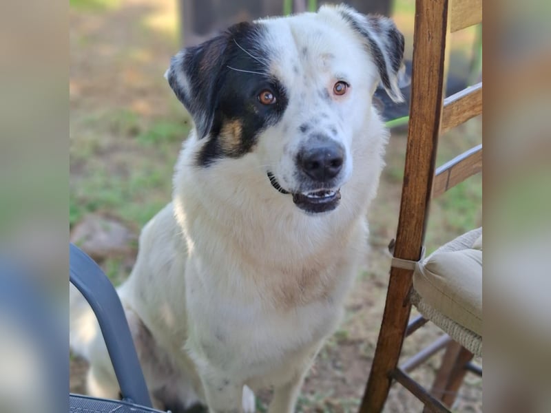 Orestes- griech. Hirtenhund-Mischling- sucht ein Zuhause