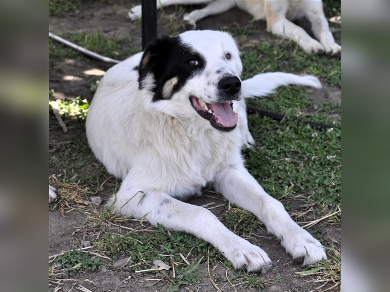 Orestes- griech. Hirtenhund-Mischling- sucht ein Zuhause