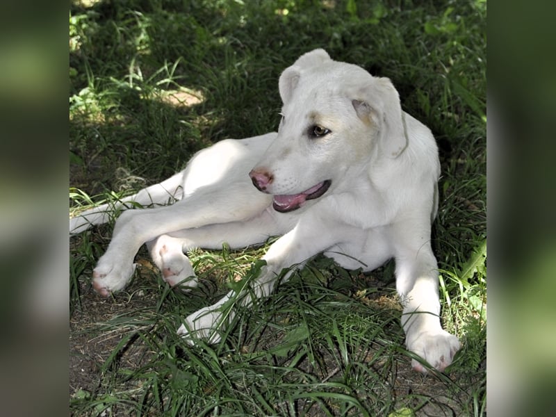 Lakis- Mischling sucht ein Zuhause / eine Pflegestelle
