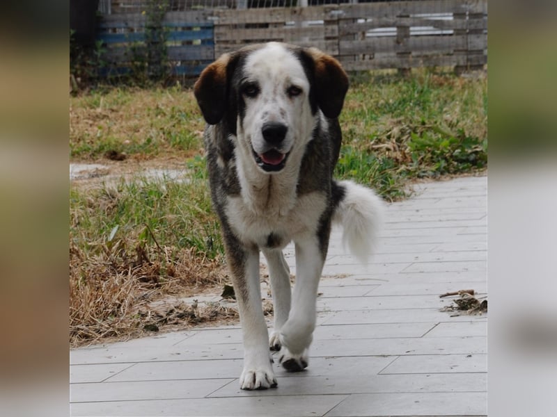 Markos- sucht ein Zuhause/Pflegestelle