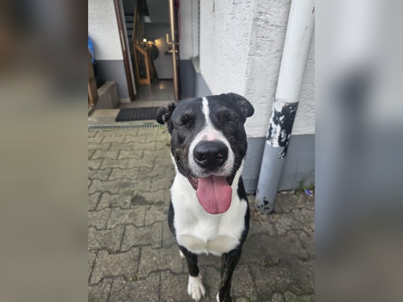 Balou verliert unverschuldet sein Zuhause.Traumhund sucht….