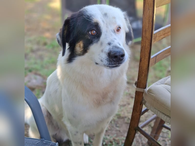 Orestes- griech. Hirtenhund-Mischling- sucht ein Zuhause