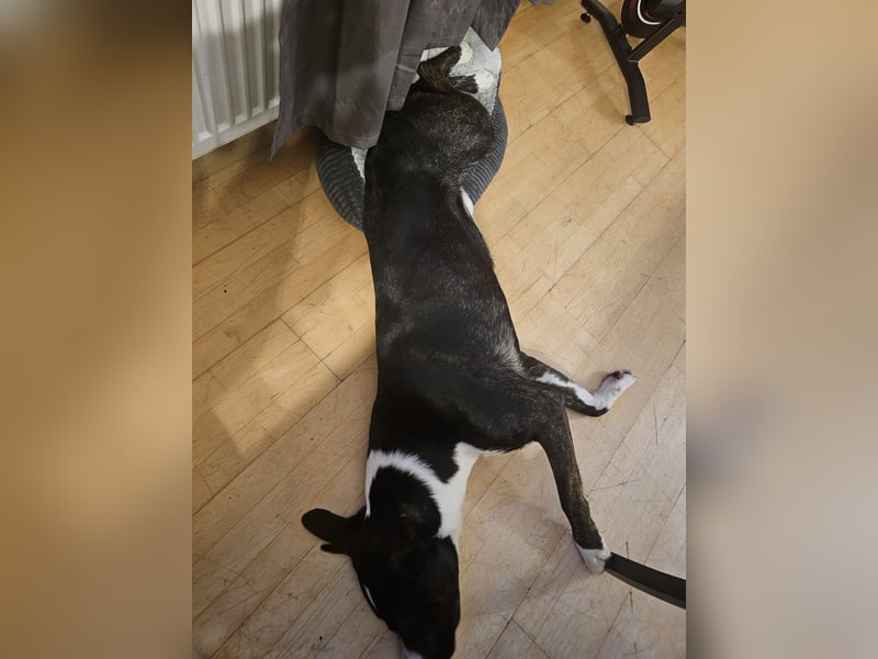 Balou verliert unverschuldet sein Zuhause.Traumhund sucht….