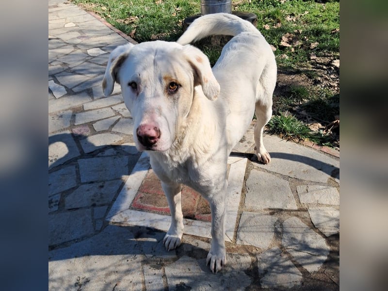 Lakis- Mischling sucht ein Zuhause / eine Pflegestelle