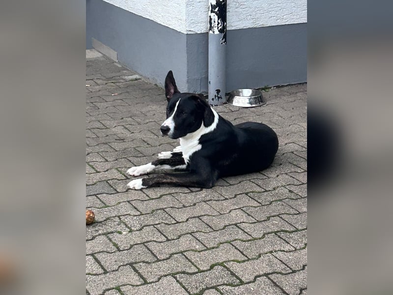 Balou verliert unverschuldet sein Zuhause.Traumhund sucht….