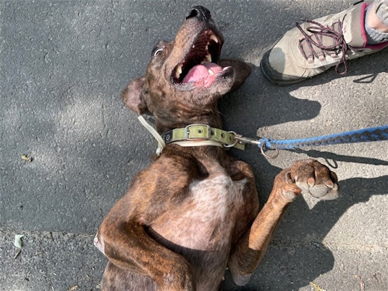 Jadviga, freundliche Seniorin sucht Traumzuhause