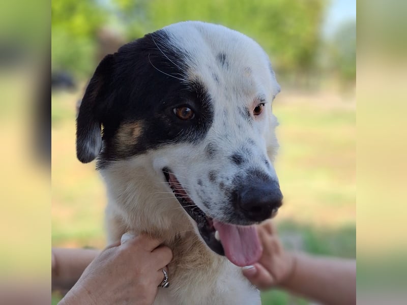 Orestes- griech. Hirtenhund-Mischling- sucht ein Zuhause