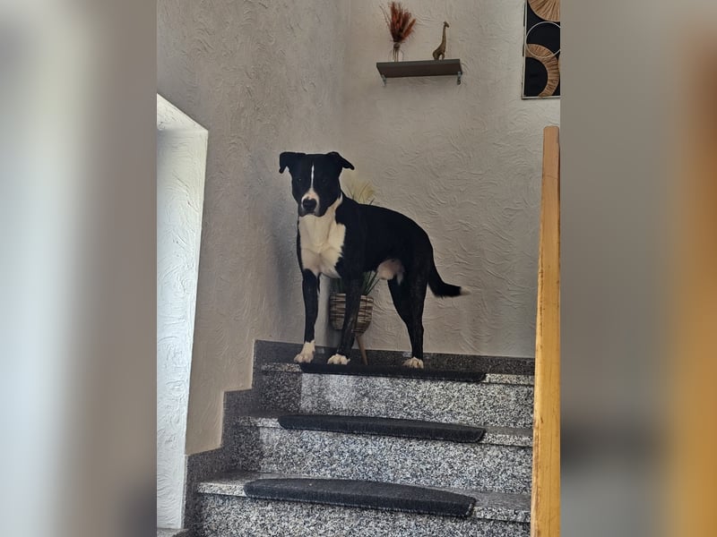 Balou verliert unverschuldet sein Zuhause.Traumhund sucht….