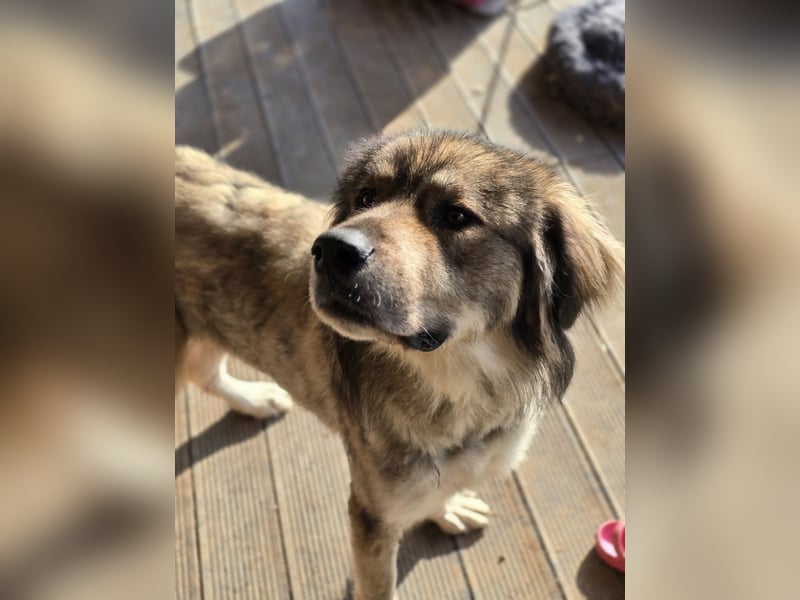 Dexter, 6 jähriges Riesenbaby, groß, tollpatschig, liebt Menschen, absolut verschmust, sozial