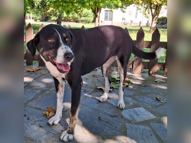Tasha- Mischling- sucht ein Zuhause