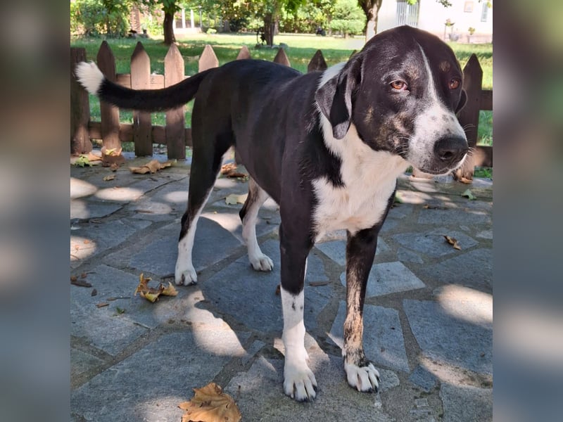 Tasha- Mischling- sucht ein Zuhause