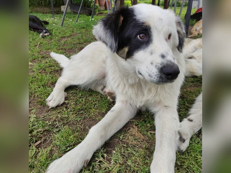 Orestes- griech. Hirtenhund-Mischling- sucht ein Zuhause
