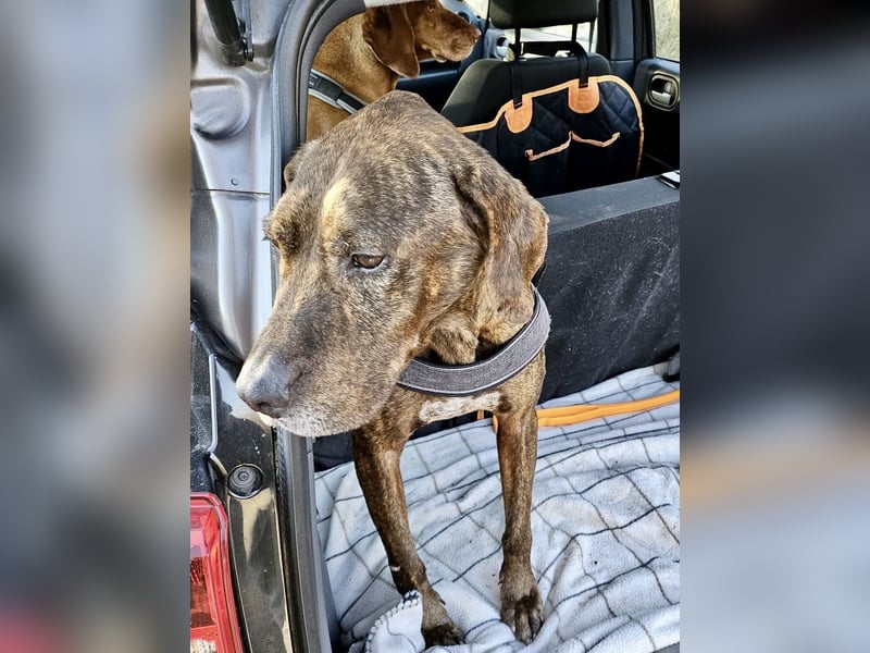 Jadviga, freundliche Seniorin sucht Traumzuhause