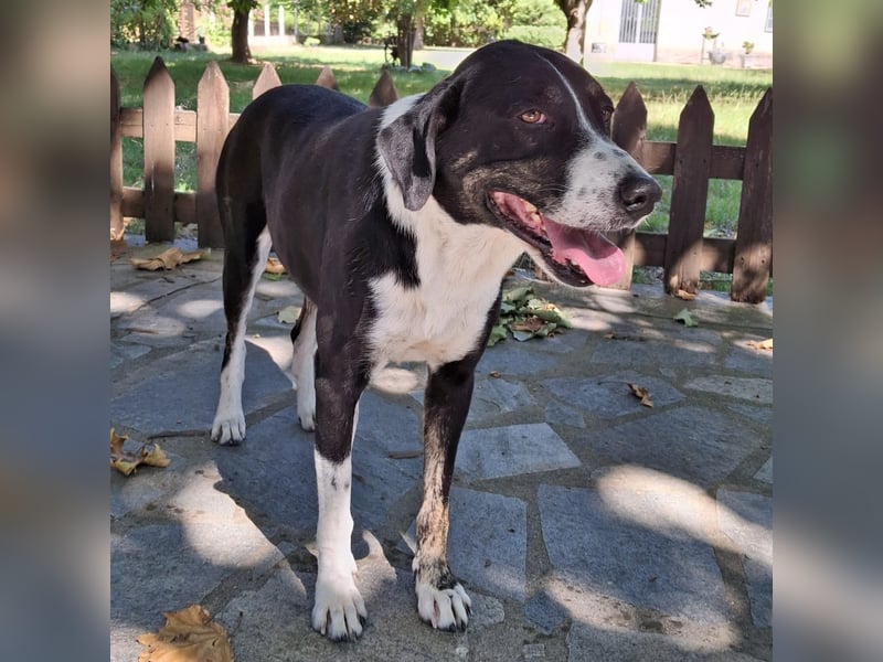 Tasha- Mischling- sucht ein Zuhause