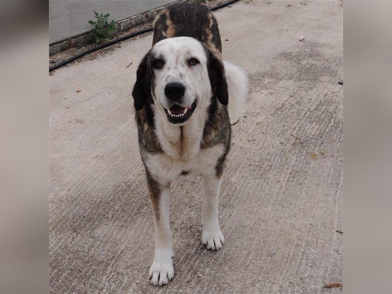 Markos- sucht ein Zuhause/Pflegestelle