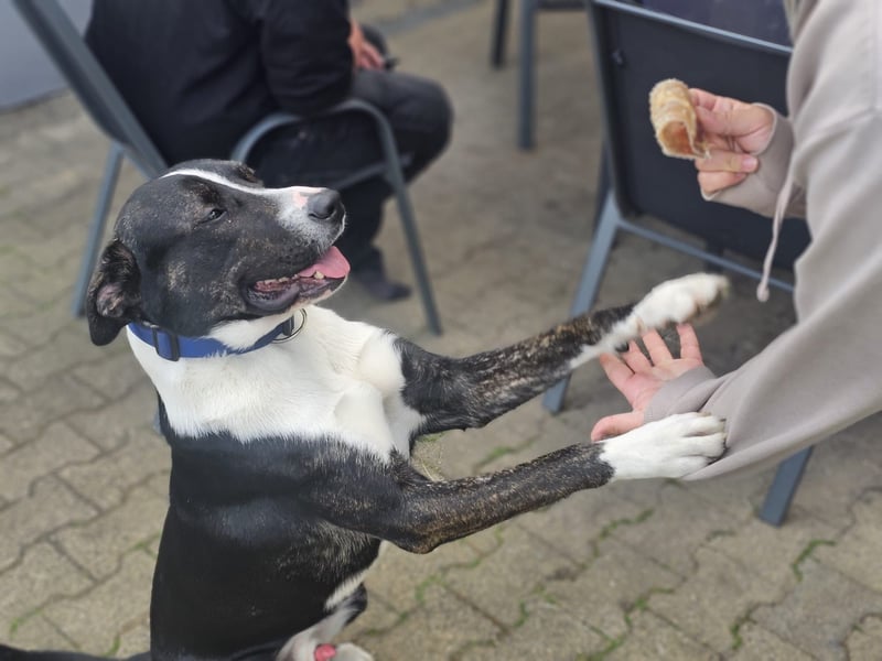 Balou verliert unverschuldet sein Zuhause.Traumhund sucht….