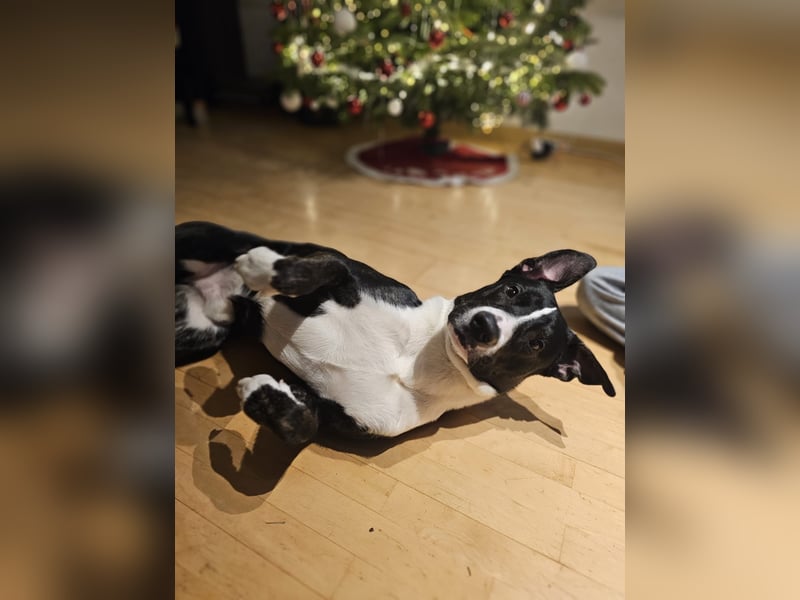 Balou verliert unverschuldet sein Zuhause.Traumhund sucht….