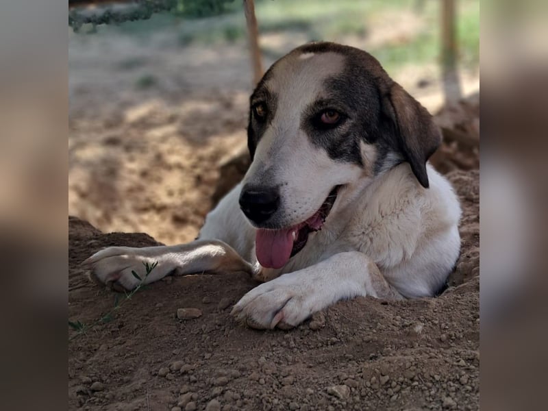 Arianna sucht ein Zuhause / eine Pflegestelle