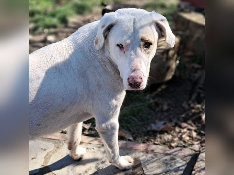Lakis- Mischling sucht ein Zuhause / eine Pflegestelle