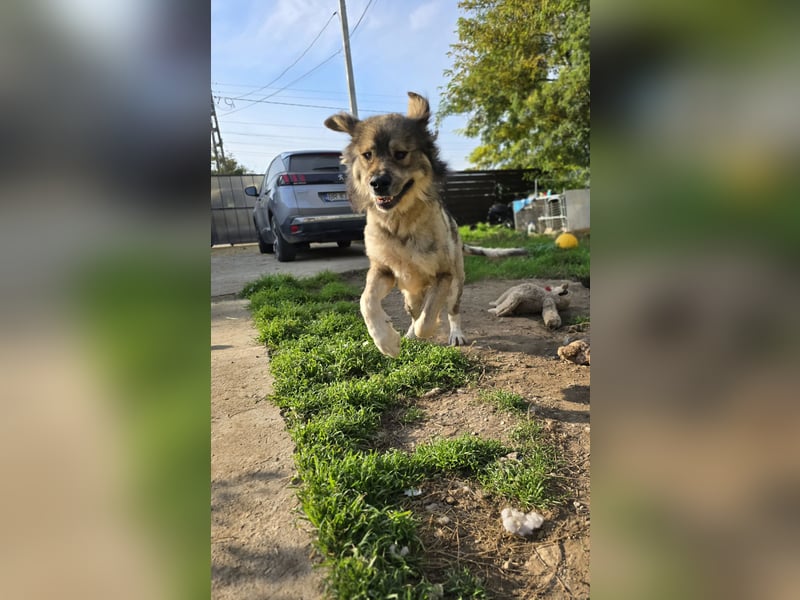 Dexter, 6 jähriges Riesenbaby, groß, tollpatschig, liebt Menschen, absolut verschmust, sozial