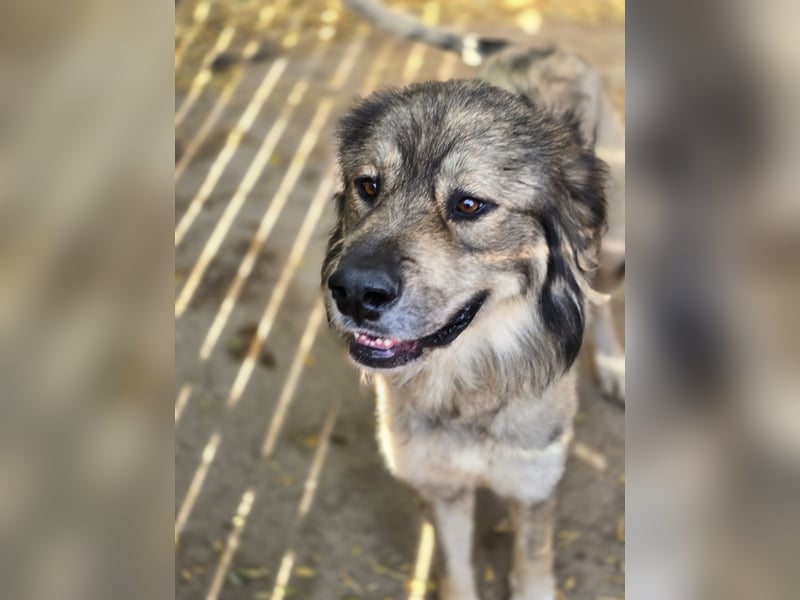 Dexter, 6 jähriges Riesenbaby, groß, tollpatschig, liebt Menschen, absolut verschmust, sozial