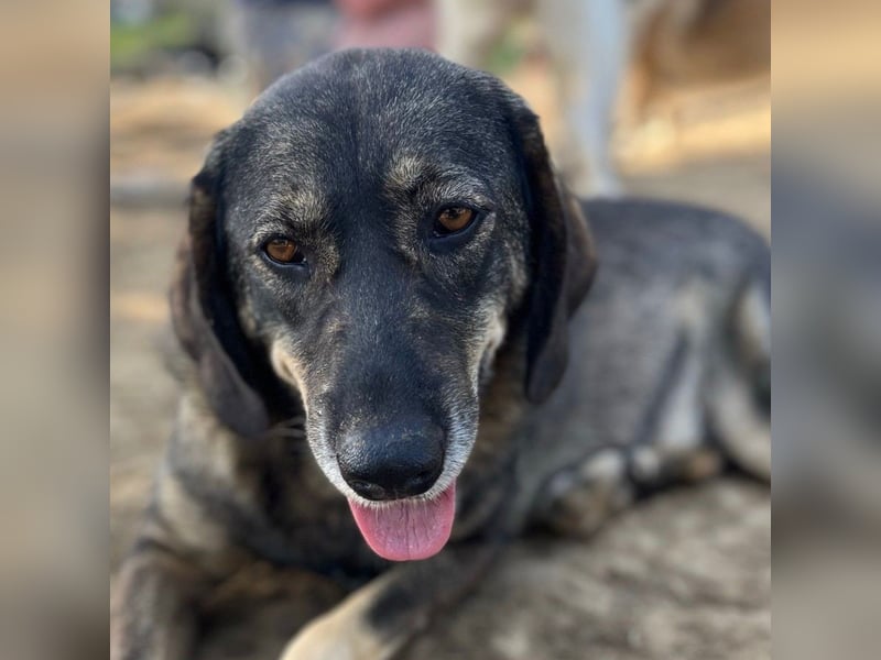 Nala- sucht ein Zuhause/eine Pflegestelle