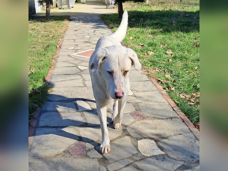 Lakis- Mischling sucht ein Zuhause / eine Pflegestelle