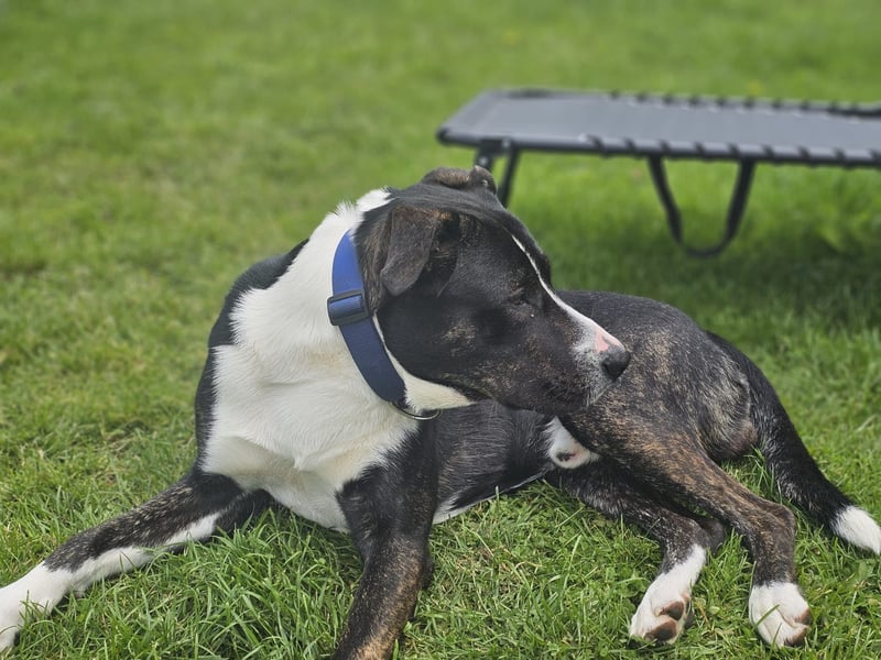 Balou verliert unverschuldet sein Zuhause.Traumhund sucht….