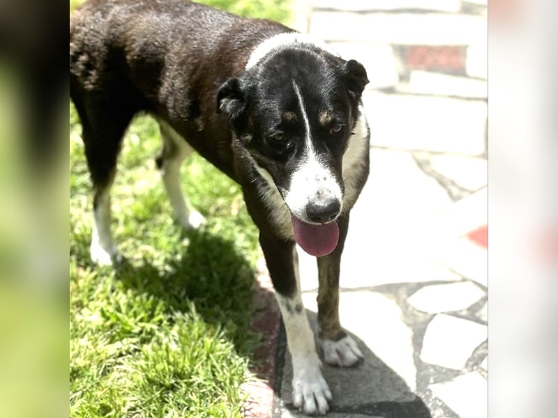 Tasha- Mischling- sucht ein Zuhause