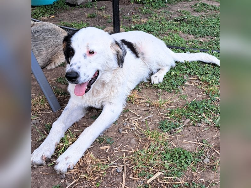 Orestes- griech. Hirtenhund-Mischling- sucht ein Zuhause