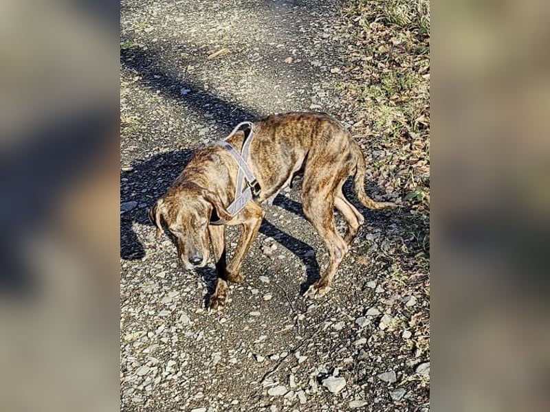 Jadviga, freundliche Seniorin sucht Traumzuhause