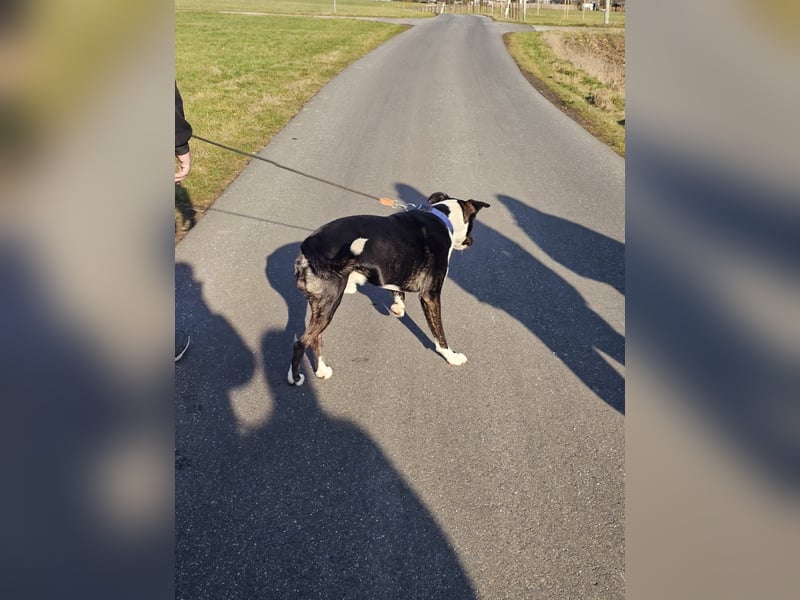 Balou verliert unverschuldet sein Zuhause.Traumhund sucht….