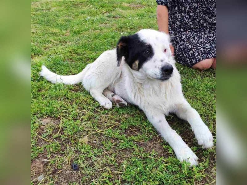 Orestes- griech. Hirtenhund-Mischling- sucht ein Zuhause