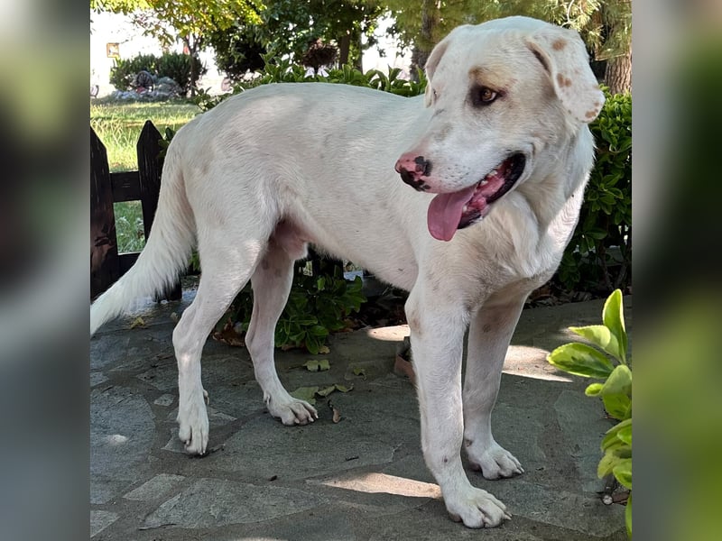 Lakis- Mischling sucht ein Zuhause / eine Pflegestelle