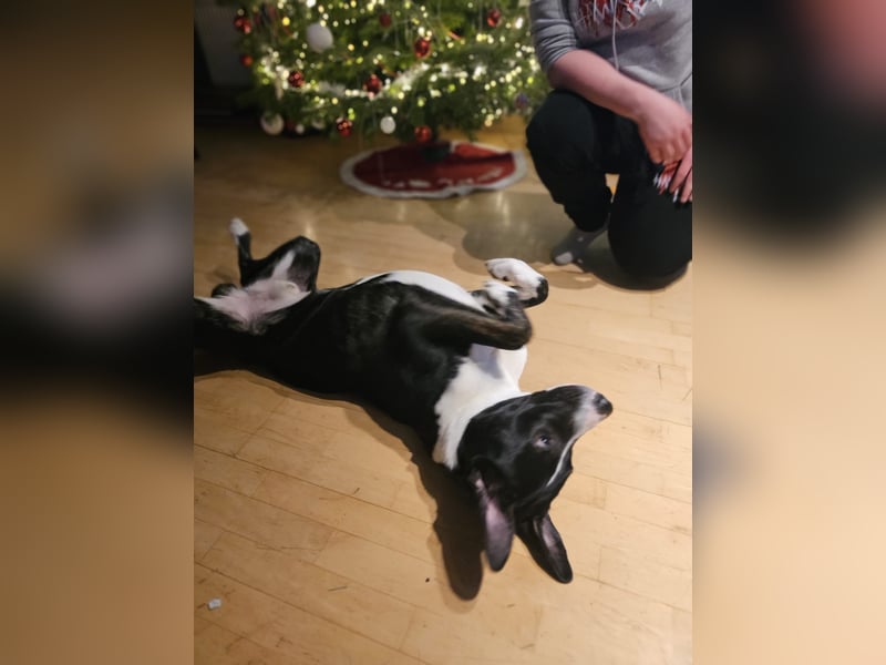 Balou verliert unverschuldet sein Zuhause.Traumhund sucht….