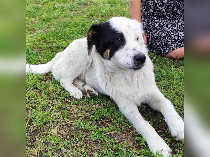 Orestes- griech. Hirtenhund-Mischling- sucht ein Zuhause