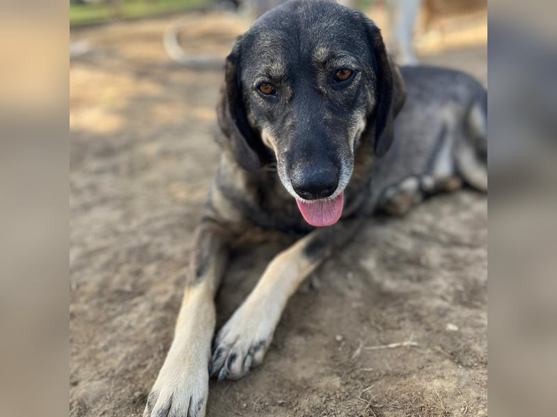 Nala- sucht ein Zuhause/eine Pflegestelle